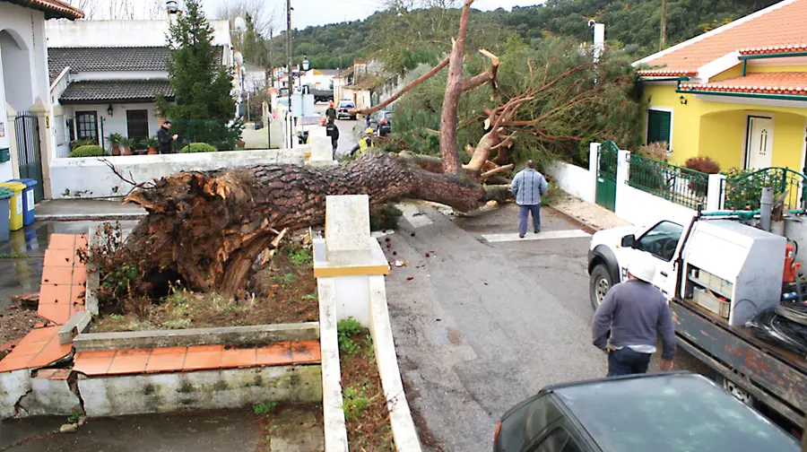 Árvore de grande porte cai e causa danos em moradia