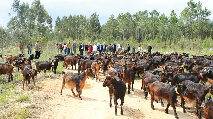 Abatidas cerca de 300 cabras na Serra de Aire e Candeeiros por problemas de saúde