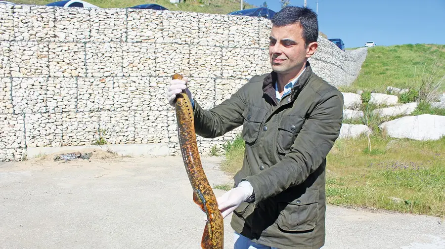 Lampreias testam passagem de peixes em Abrantes mas uma já foi apanhada na Azinhaga Lampreias testam passagem de peixes em Abrantes mas uma já foi apanhada na Azinhaga