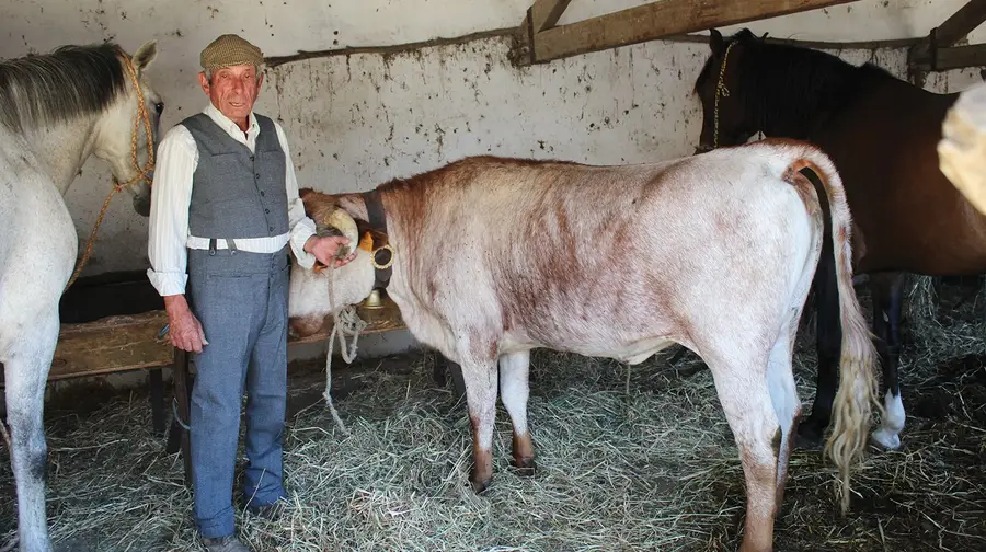 Guardador de vacas e coleccionador de prémios