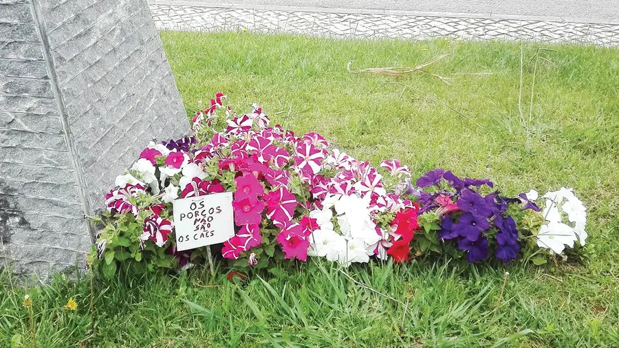 Cagão velho entre flores