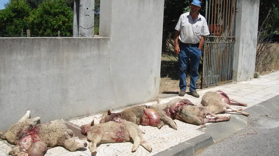 Cães matam ovelhas às portas de Abrantes