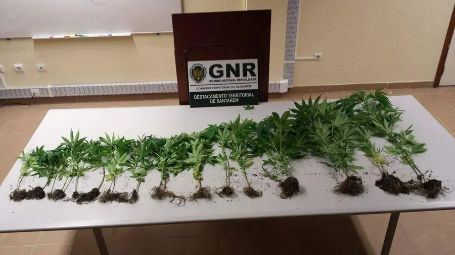 Detido por cultivo de cannabis em Almeirim