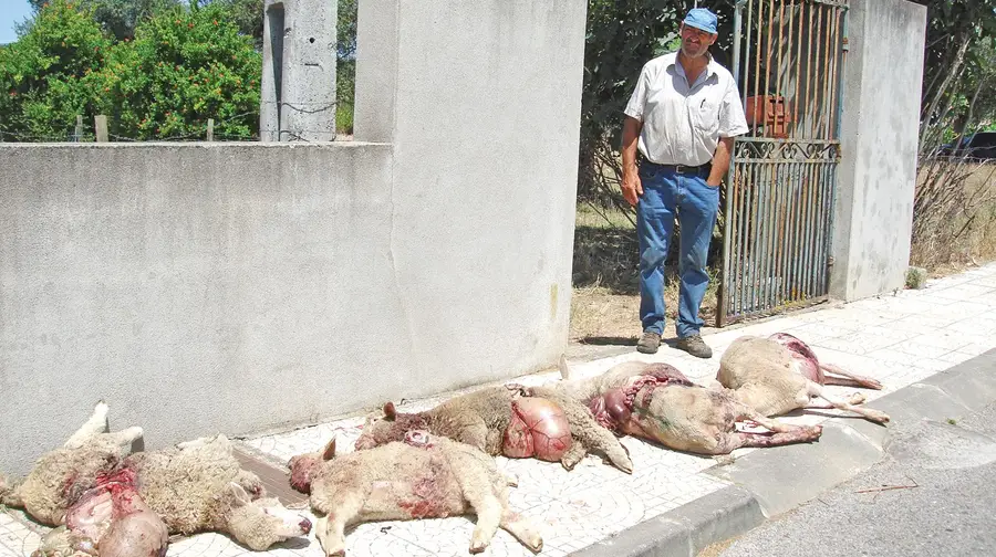 Cães continuam a dizimar ovelhas às portas de Abrantes Cães continuam a dizimar ovelhas às portas de Abrantes