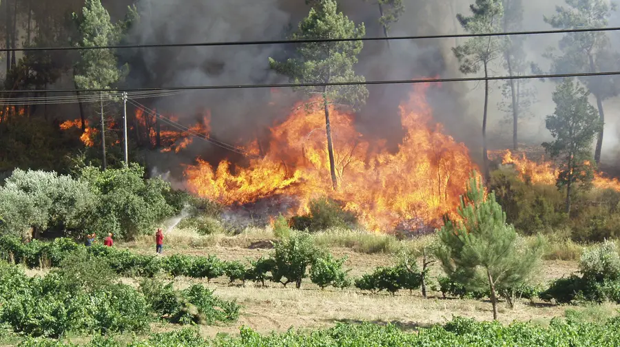 Cerca de 300 bombeiros combatem vários incêndios no distrito de Santarém