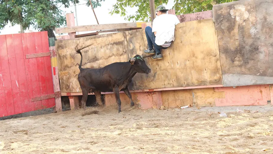 Nos cornos da vaca