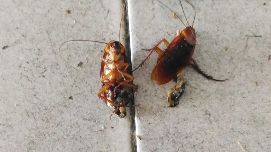 Baratas invadem casas e obrigam a desinfestações semanais no Entroncamento