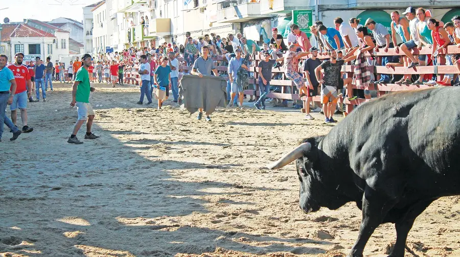 “Touros de fogo” mancharam imagem da Festa da Amizade e da Sardinha Assada “Touros de fogo” mancharam imagem da Festa da Amizade e da Sardinha Assada