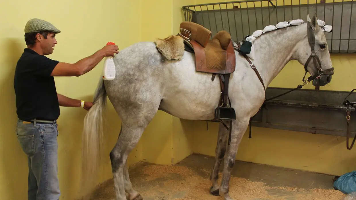 Grande Corrida O MIRANTE no Campo Pequeno