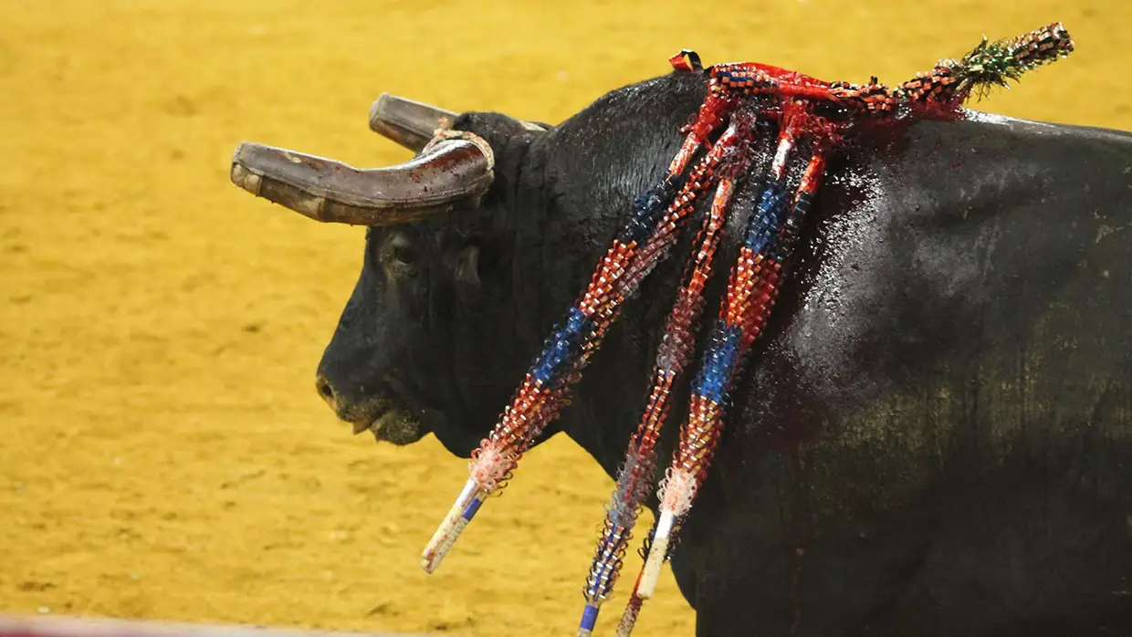 Grande Corrida O MIRANTE no Campo Pequeno