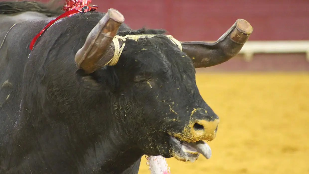 Grande Corrida O MIRANTE no Campo Pequeno