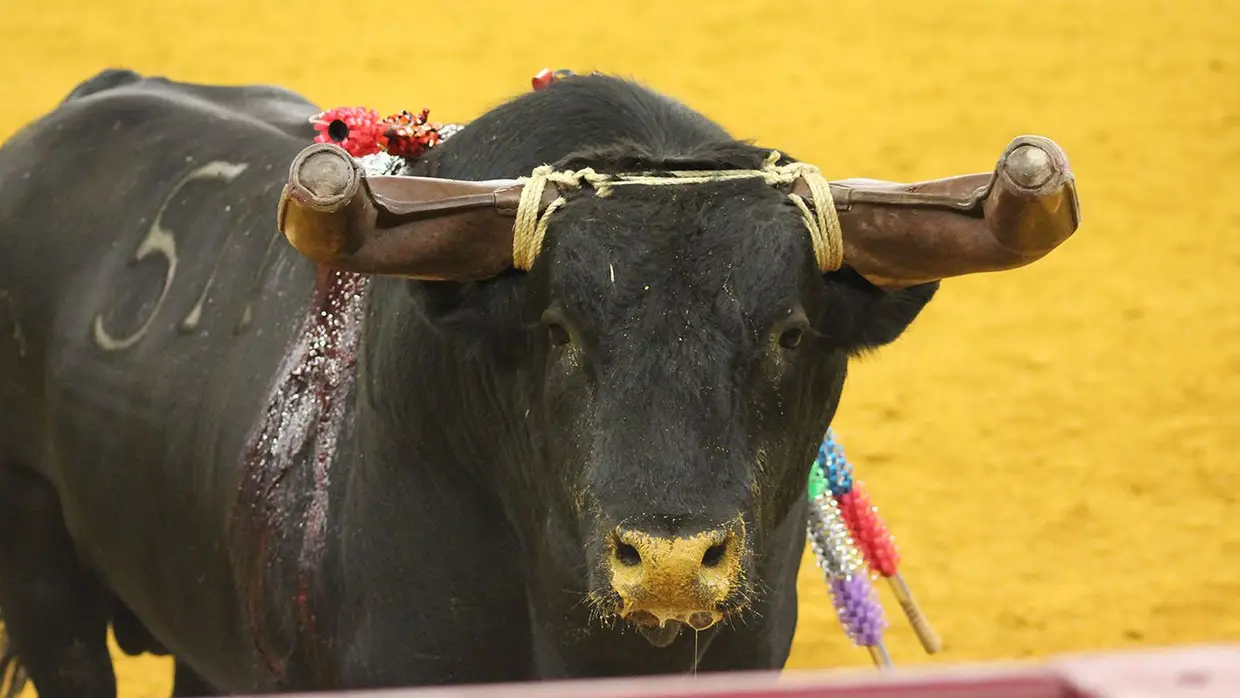 Grande Corrida O MIRANTE no Campo Pequeno