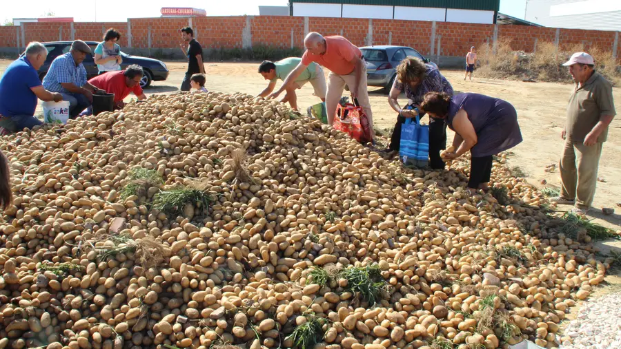 São já dezenas a carregarem batatas oferecidas por agricultor em Almeirim