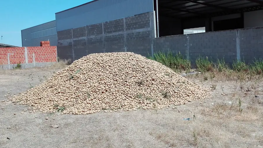 Batatas à borla em terreno da Zona Industrial de Almeirim