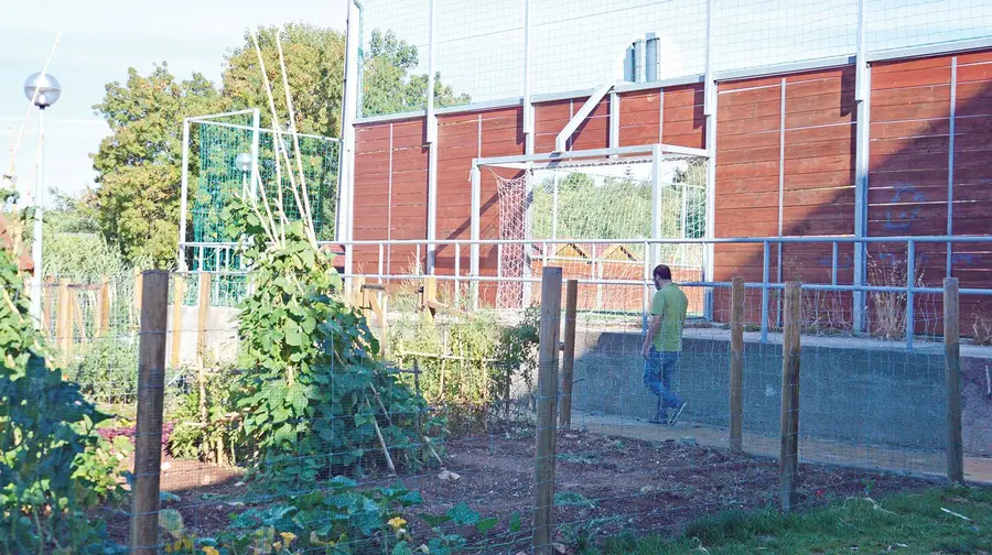 As bolas de futebol no meio das couves