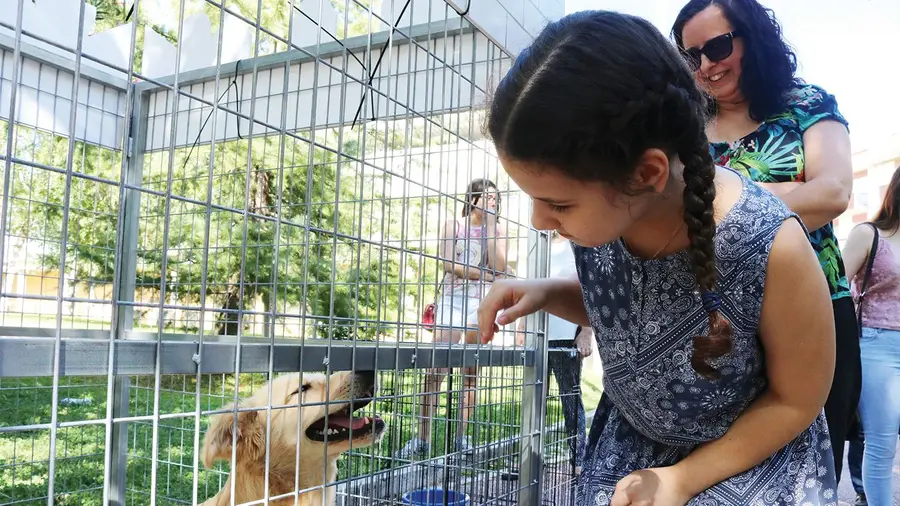 Festa da Adopção em Tomar foi um sucesso