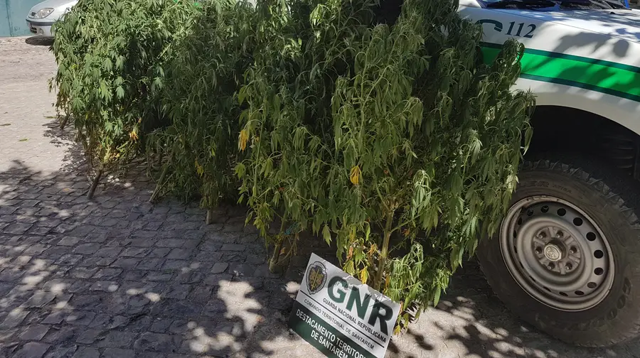 GNR apreende 11 plantas de cannabis em Azóia de Baixo