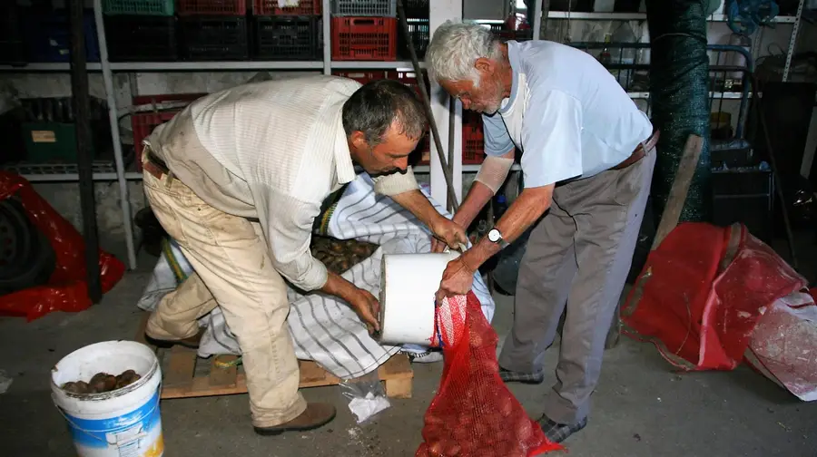 Produtor de Almeirim oferece toneladas de batata a Mação