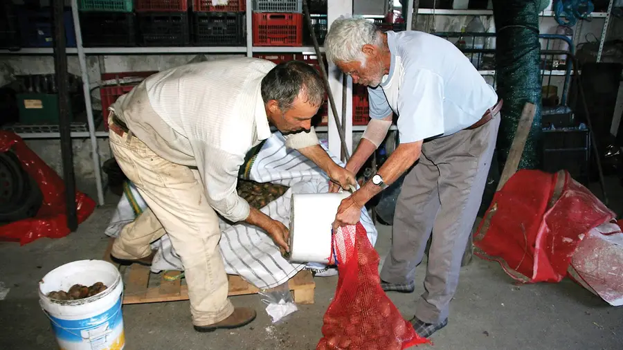 Produtor de Almeirim oferece toneladas de batatas a instituições de Mação