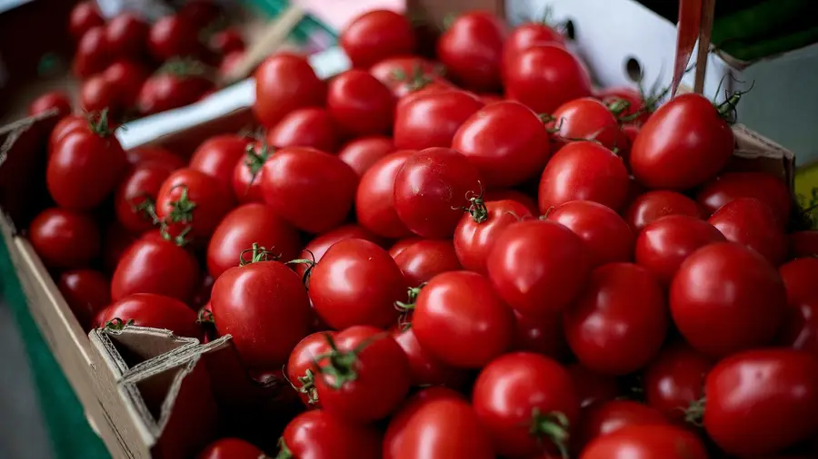 Nova tecnologia para produção do tomate apresentada em Vila Franca de Xira