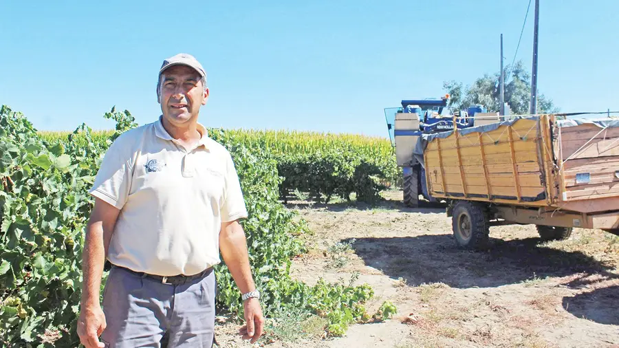 Vindimas mecânicas estão a aumentar no Ribatejo