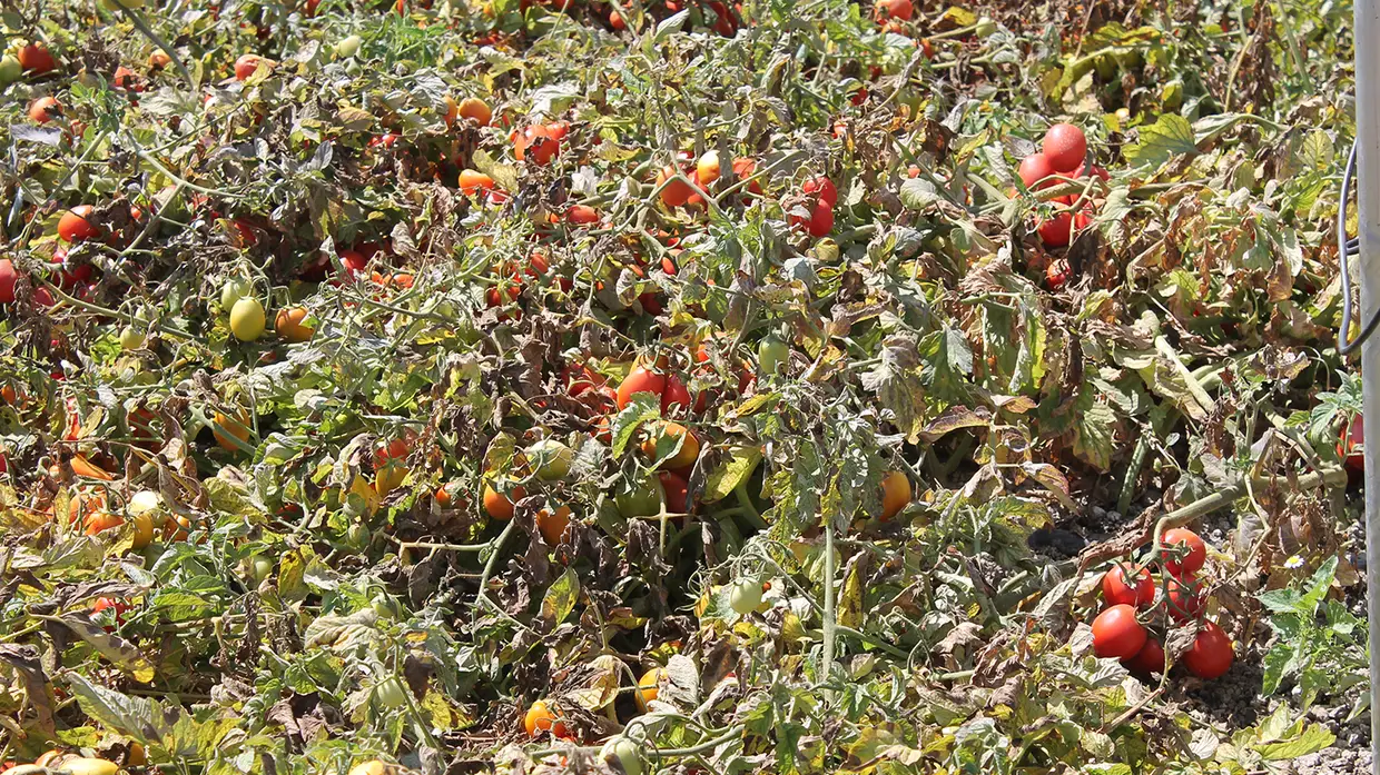 Inovação na produção do tomate foi apresentada em Vila Franca de Xira