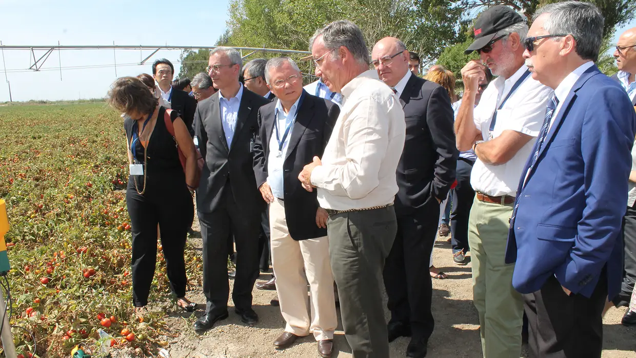 Inovação na produção do tomate foi apresentada em Vila Franca de Xira