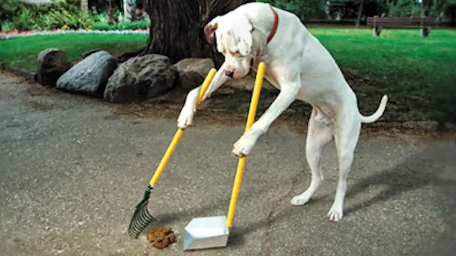 Ão, ão...éme de cão! Ão, ão...éme de cão!