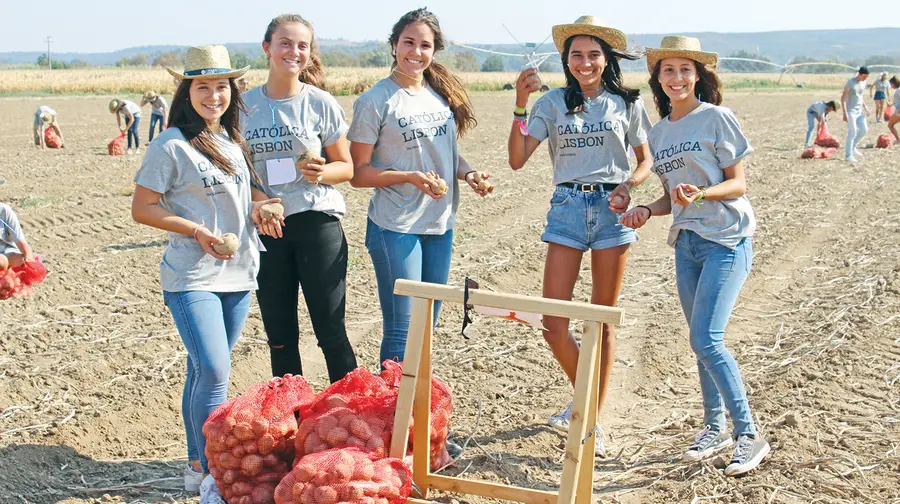 Caloiros da Universidade Católica andaram a apanhar batatas na Golegã