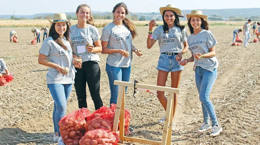 Caloiros da Universidade Católica andaram a apanhar batatas na Golegã Caloiros da Universidade Católica andaram a apanhar batatas na Golegã