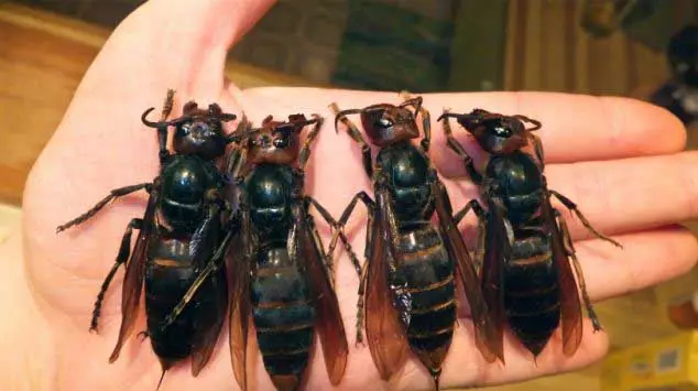 Ninho de vespa asiática detectado e eliminado no concelho de Ourém