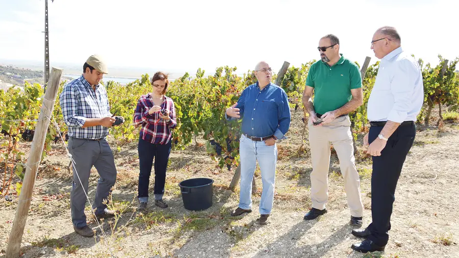 Município de Vila Franca de Xira produz o vinho oferecido nas maiores festas do concelho
