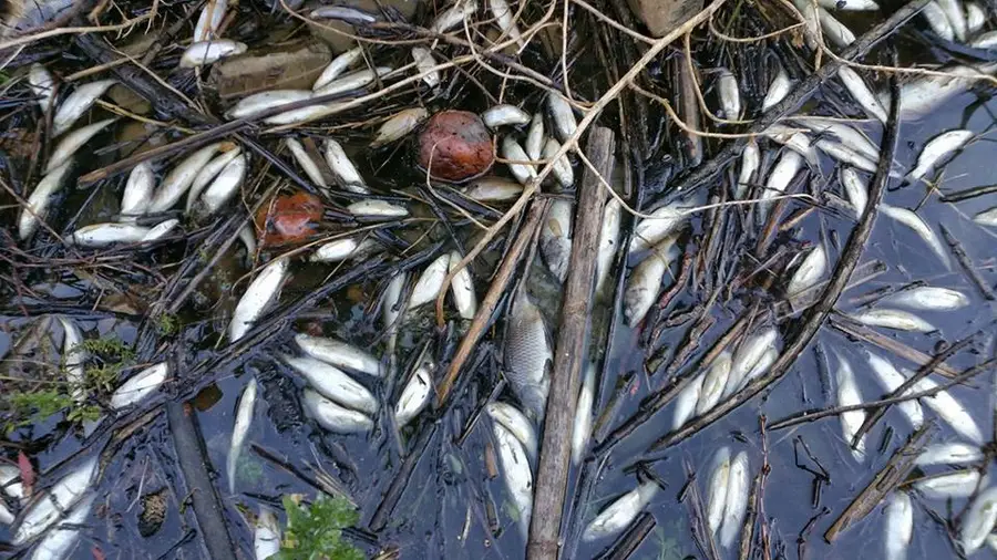 Movimento pelo Tejo denuncia nova mortandade de peixes no rio exige medidas