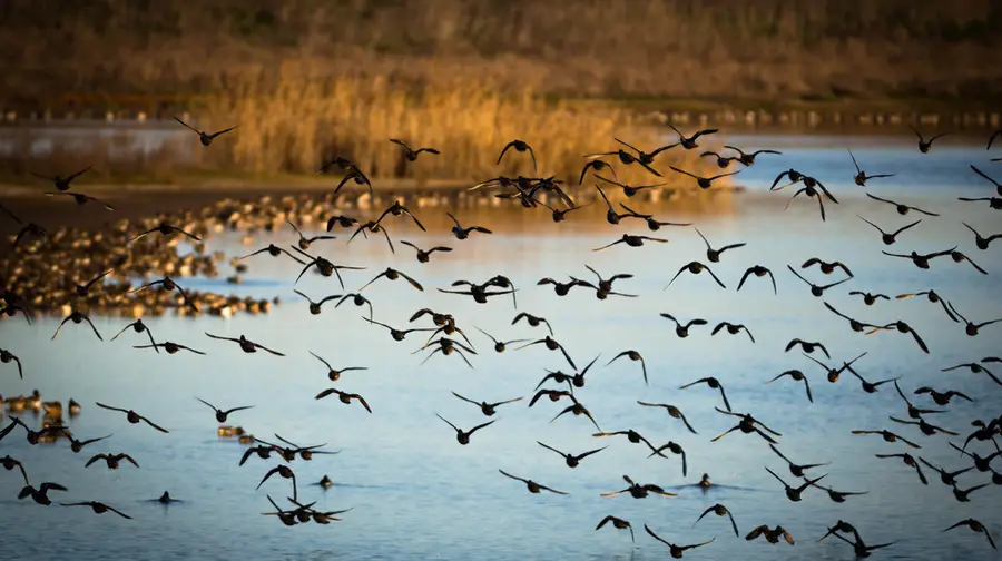 Observação de aves na Reserva Natural do Estuário do Tejo