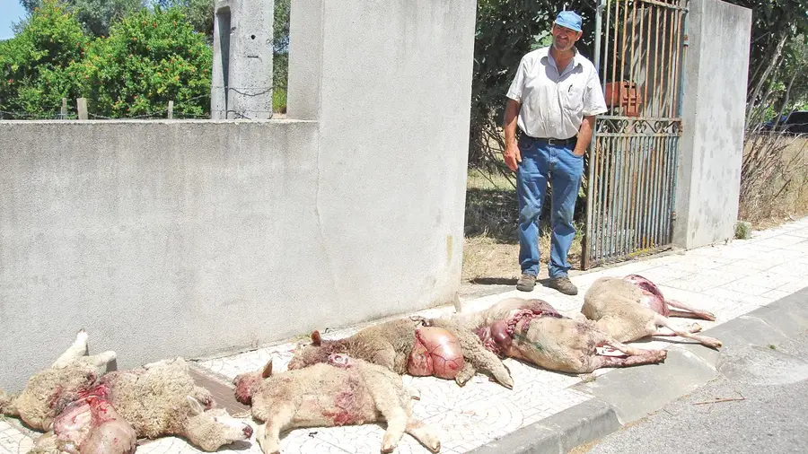 Quer acabar com rebanho por estar farto de ver as suas ovelhas dizimadas por cães