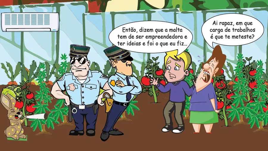 Acção de penhora acabou com plantação de cannabis Acção de penhora acabou com plantação de cannabis