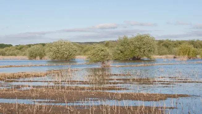 Escassez de água está a afectar biodiversidade na Reserva do Paul do Boquilobo Escassez de água está a afectar biodiversidade na Reserva do Paul do Boquilobo