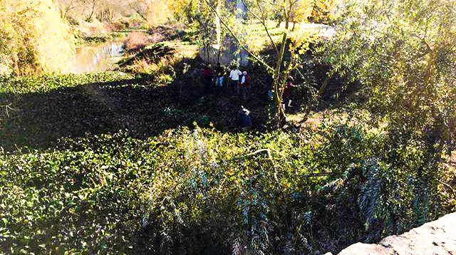 Governo questionado sobre jacintos na Ribeira de Muge