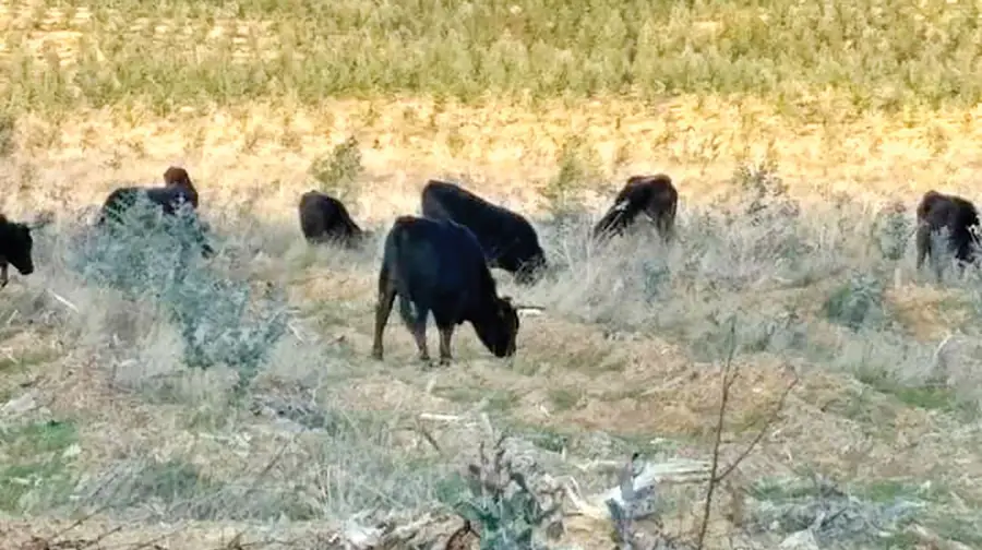 Vacas à solta em Mação assustam população