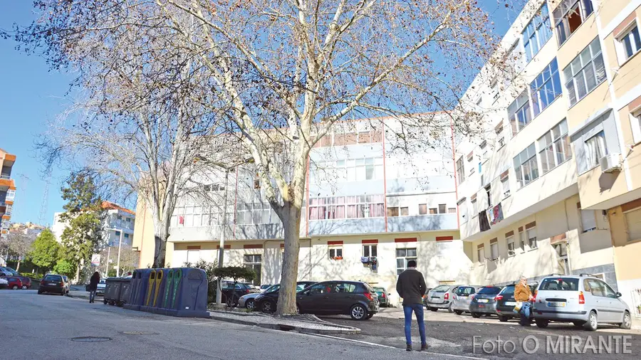Árvore causa problemas a moradores do Bom Retiro Árvore causa problemas a moradores do Bom Retiro
