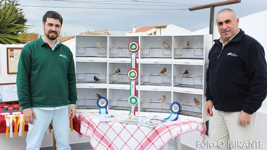 Pai e filho são campeões a criar mandarins Pai e filho são campeões a criar mandarins