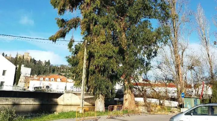 Câmara de Tomar abate duas árvores em risco de caírem