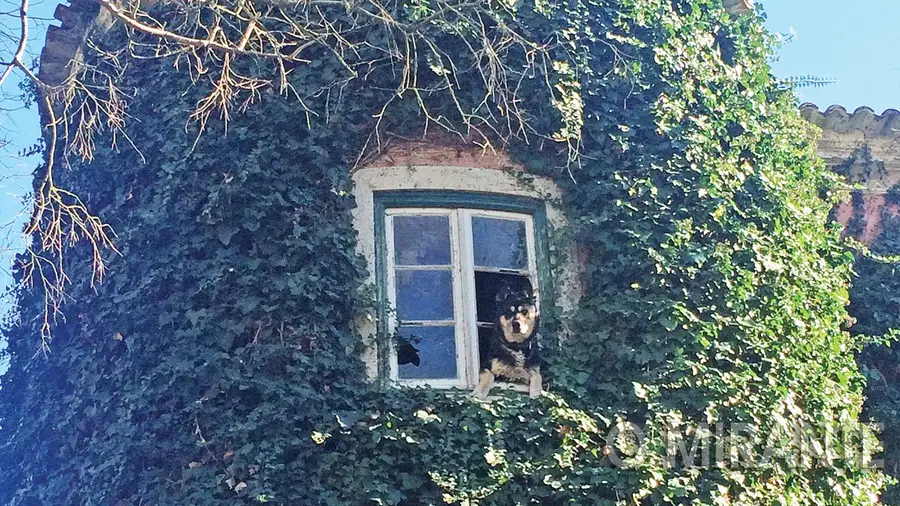 Menina estás à janela....