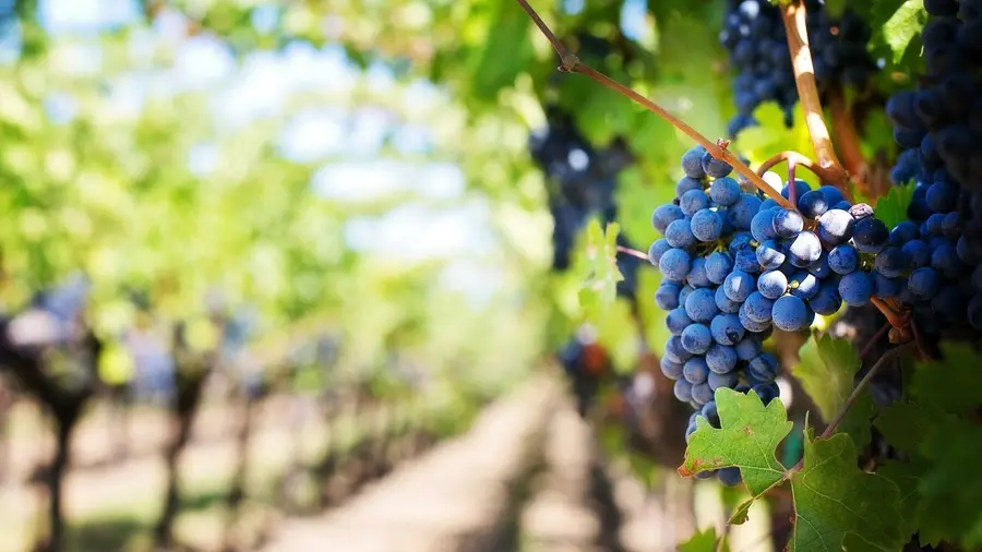 Agrária de Santarém promove concurso de vinhos produzidos por antigos alunos Agrária de Santarém promove concurso de vinhos produzidos por antigos alunos
