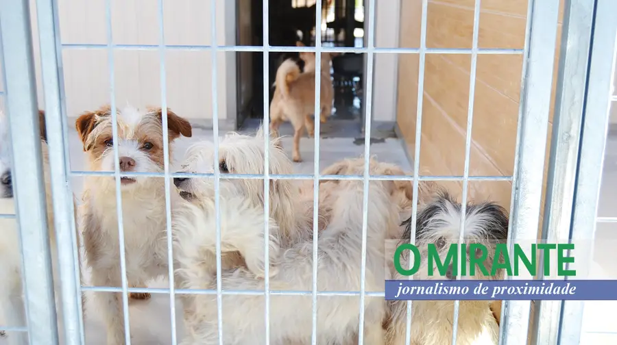 Canil de Vila Franca de Xira teve que ser ampliado para recolher 38 cães retirados a idosa