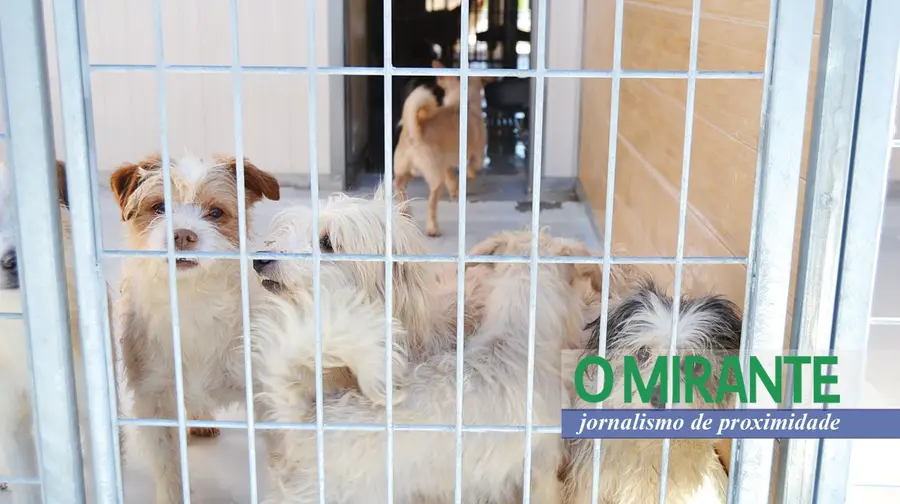 Canil de Vila Franca de Xira teve que ser ampliado para recolher 38 cães retirados a idosa Canil de Vila Franca de Xira teve que ser ampliado para recolher 38 cães retirados a idosa