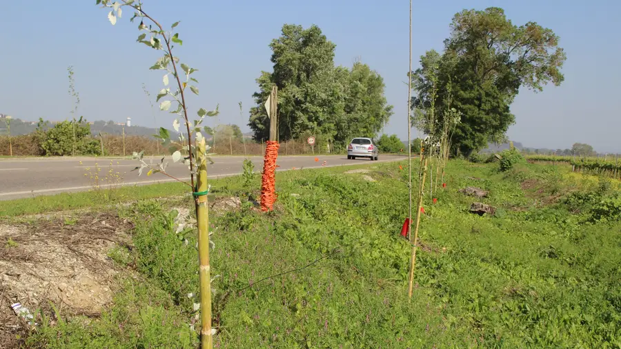 Vão ser plantadas 400 árvores na estrada entre Almeirim e Tapada