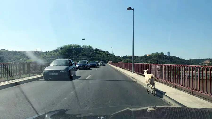 Uma cabra passeou-se na tarde de hoje pela Ponte D. Luís entre Almeirim e Santarém