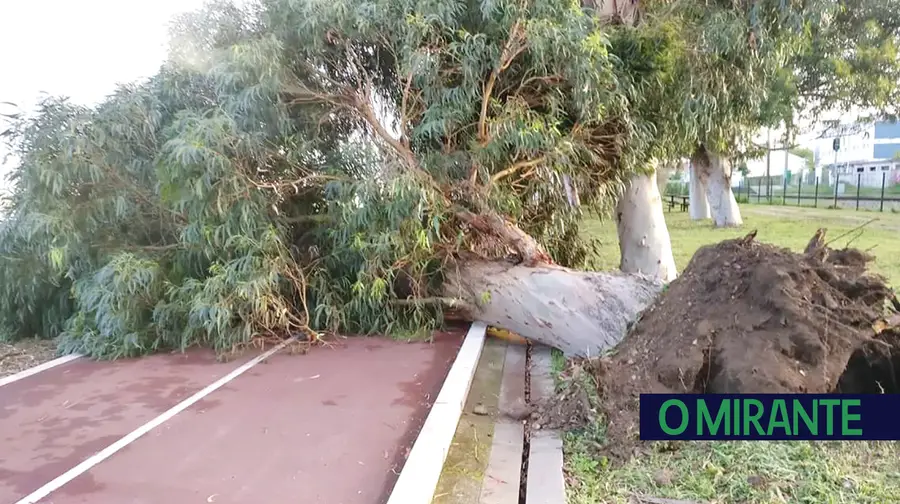 Mais árvores abatidas no passeio ribeirinho de Vila Franca de Xira