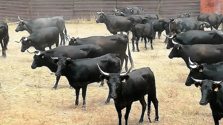 Ganadeira reclama “ilegalidade” em abate de 50 vacas bravas